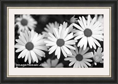Daisy