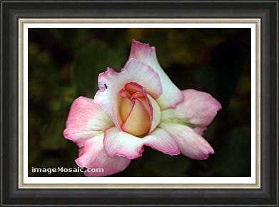 Pink Rose