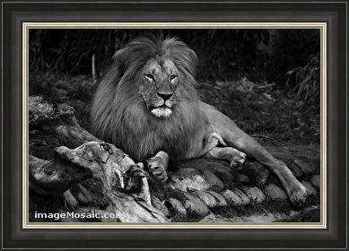 African Lion